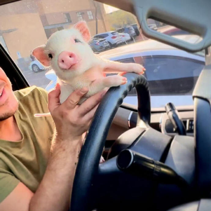 🐽🐖Hurry! Rehoming Sweet Mini Pigs – Trainable, 🐷Healthy & Ready for Cuddles!