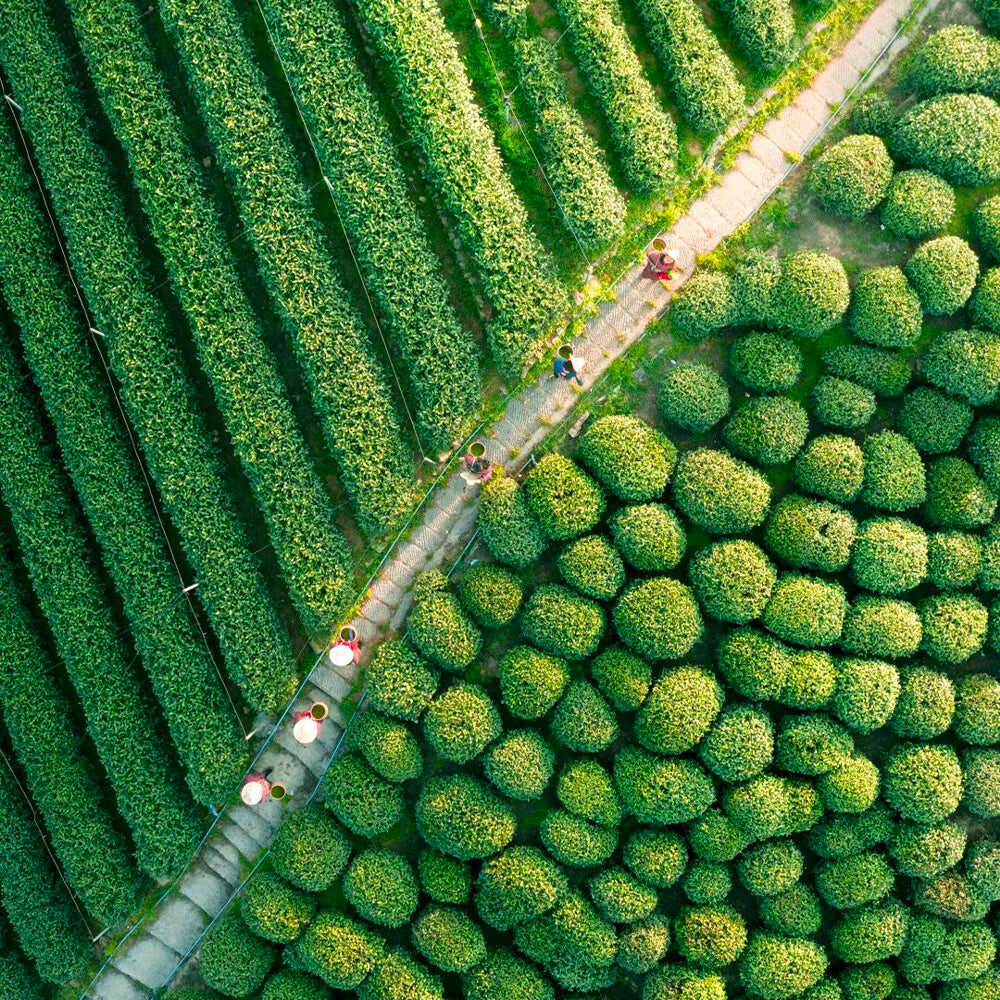 Louis Vuitton co-branded 2025 premium West Lake Longjing Qingming pre-tea