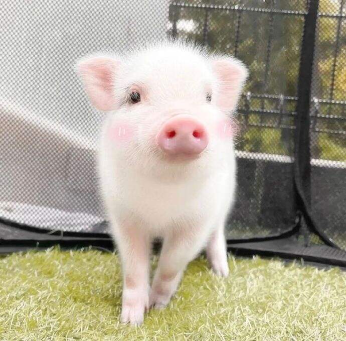 🐽🐖Hurry! Rehoming Sweet Mini Pigs – Trainable, 🐷Healthy & Ready for Cuddles!