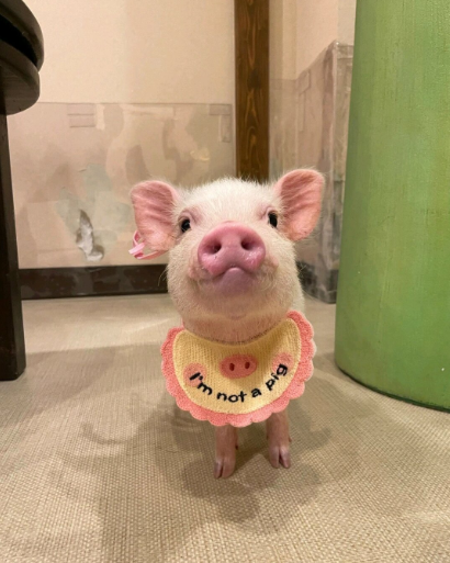 🐽🐖Hurry! Rehoming Sweet Mini Pigs – Trainable, 🐷Healthy & Ready for Cuddles!