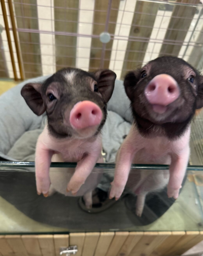🐽🐖Hurry! Rehoming Sweet Mini Pigs – Trainable, 🐷Healthy & Ready for Cuddles!