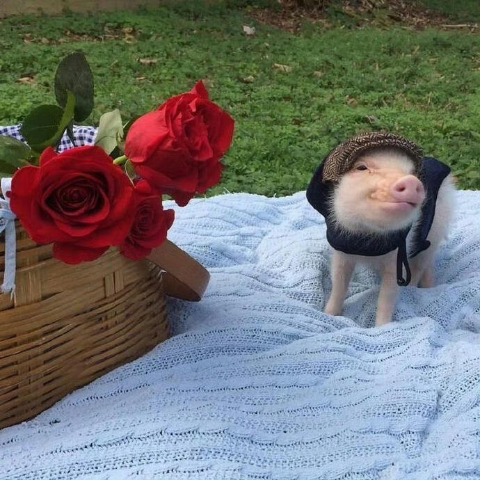 🐽🐖Hurry! Rehoming Sweet Mini Pigs – Trainable, 🐷Healthy & Ready for Cuddles!